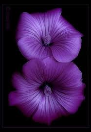 Pretty Shade Of Purple Purple Flowers Beautiful Flowers Flowers
