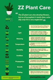 Zz Plant Care Infographic Plantcare Zzplant Plantophiles Via Plantophiles In 2020 Zz Plant Care Plant Care House Plant Care