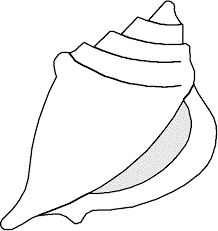To draw a conch shell, you must recognize four features of the shell: Shell Template Clipart Best Seashells Template Templates Printable Free Sea Shells