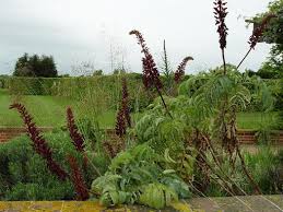 Image result for Melianthus major