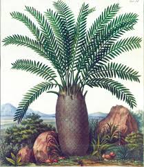 Image result for Encephalartos