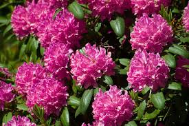 See rhododendrons stock video clips. Rhododendron Pflanzen Pflegen Vermehren Schoner Wohnen
