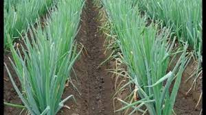 Fungsinya untuk menghindari serangan jamur pada akar. Cara Menanam Bawang Daun Saat Musim Hujan Ilmubudidaya Com