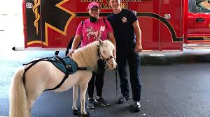 Therapy horse visits with local first responders and hospital