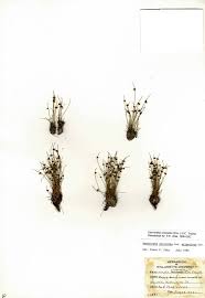 Image result for Lipocarpha