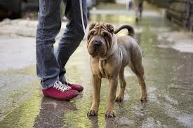 Breed Profile Chinese Shar Pei Chinese Shar Pei Shar Pei Dog Chinese Dog