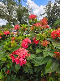 Image result for Ixora sp. A