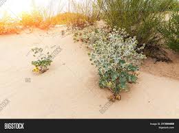 To ensure that succulents without soil do not dry up. Feverweed Prickly Image Photo Free Trial Bigstock