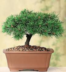 Shop 1800flowers for a selection of plants that make excellent plant gifts or will beautifully furnish your home or office! Dwarf Mugo Pine Bonsai From 1 800 Flowers Com 18556 Bonsai Tree Care Pine Bonsai 1800flowers