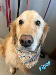 Julie's Barks and Bubbles LLC