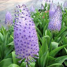 Allium Ampeloprasum Easy To Grow Bulbs Summer Blooming Flowers Bulb Flowers