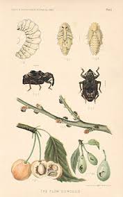 Plum curculio is a weevil (small beetle with a distinct snout) that lays eggs on developing fruit, and larvae burrow inside the fruit to feed. Plum Curculio Wikipedia