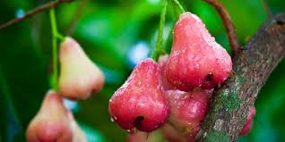 We did not find results for: 6 Manfaat Jambu Air Untuk Ibu Hamil Yang Sayang Dilewatkan