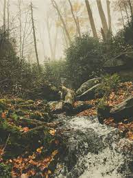 Lovepik provides 29000+ aesthetic forest pictures and photos in high resolution which update everyday. Vintage Aesthetic Forest Butter Sc0tch Vsco