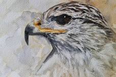 Painting a Hawk – Free Artist Demonstration
