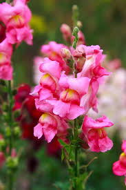 We did not find results for: How To Make An Income From Cut Flowers