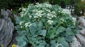 Image result for Crambe