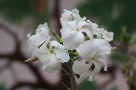 Image result for Pachypodium saundersii