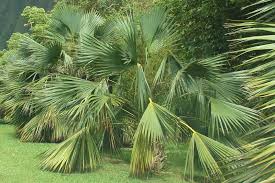 Image result for Sabal