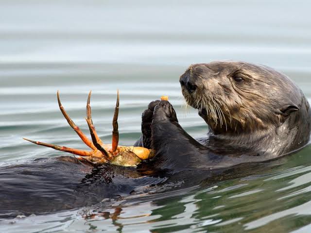 Toxic algae blooms killing sea otters in their prime: Study