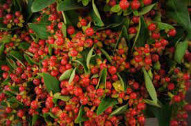 Red Hypericum Berries Coffee Bean Filler Flowers Diy Flowers For Weddings Showers And Special Events Hypericum Berries Japanese Garden Diy Flowers