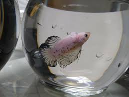 Betta Live Fish Hmpk Male Betta Fish Bettafish Betta Betta Fish Fish