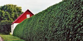 When it comes to pruning privet again, privet is such a tough plant that many other species will succumb to local honey fungus before the privet hedges start dying back. How To Trim Hedges 5 Important Tips This Old House