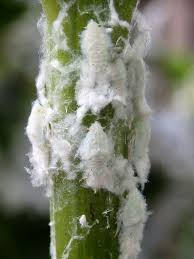 紫陽花に綿のような虫 新 ぼちぼち植物などを