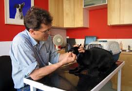 This is because vaccines vary in how effective they are. Veterinary Medicine In The United Kingdom Wikipedia