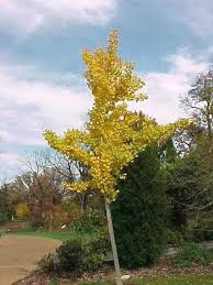 Specimens are reported to exist around china that are over 1800 years old. Ginkgo Biloba Princeton Sentry Kiefer Nursery Trees Shrubs Perennials