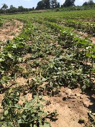 Each participant should be someone with some authority in your field and that has something to contribute. Concerns About Poor Palmer Amaranth Control With Dicamba Ut Crops News