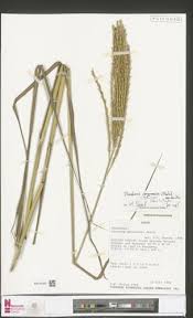 Image result for Phacelurus gabonensis