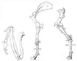 The image of a statue from the ramappa temple proves this, showing an indian woman's foot clad in a raised shoe. Horse Leg Bones Quiz