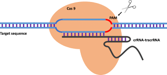 = crepúsculo civil y noche. Applications Of Crispr Cas9 In The Research Of Malignant Musculoskeletal Tumors Springerlink
