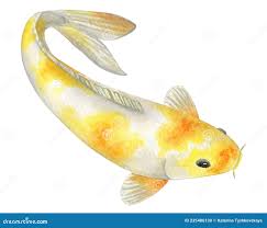 Gold Koi Carp Watercolor Illustration. Japanese Traditional Fish Isolated  on White Background Stock Illustration - Illustration of tranquil, fortune:  235486130