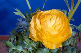 Buttercup Flower Meaning Flower Meaning
