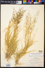 Image result for Sporobolus coromandelianus