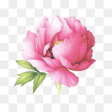 Gambar tato bunga mawar yang cocok untuk wanita otomotif. Mawar Hitam Clip Art Tato Tribal Bunga Mawar Unduh Gratis 600 582 51 53 Kb Gambar Png