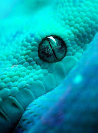 These colourful pictures show the intricate differences and delicate detail of a variety of animal eyes. Pin By Alysson On Photography Snake Images Snake Wallpaper Colorful Snakes