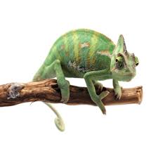 Discover pet reptiles for sale. Veiled Chameleons For Sale Chamaeleo Calyptratus Petco