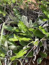 Image result for Parinari capensis