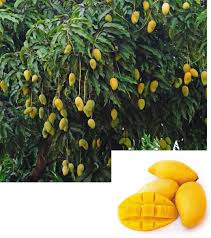 Image result for Mangifera indica