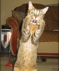 Oh My G Scared Cat Funny Animal Pictures Funny Bunnies