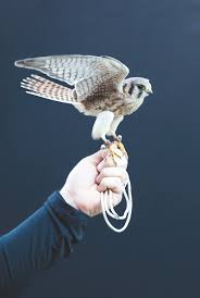 One such amazing bird of prey is the falcon or hawk.falcons are really helpful to the farmers who are looking for an efficient solution for pest control in order to learn more about how falconry is used for pest control, it is essential that you understand the various types of birds that the farmers need to be. Raptor Pest Control Palm Springs