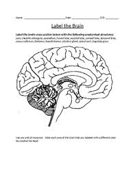 Brain and the main parts of brain coloring sheets for kids. Brain Coloring Worksheets Teaching Resources Tpt