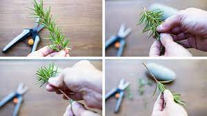 Like your rosemary cuttings or your lavender cuttings, you can use soil, or you can take cuttings and grow them in water. Grow Plants For Free How To Propagate Rosemary From Cuttings Pass The Pistil