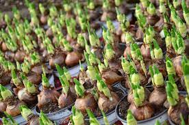 It is easy enough to be a fun and educational project for children. A Guide To Grow Bulbs Plant Your Winter Garden Hadeco Hadeco