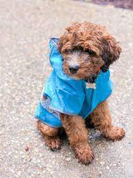 They are highly intelligent, loyal, hardworking (when they. Bernedoodle Puppies For Sale