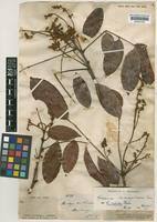 Image result for Connaraceae