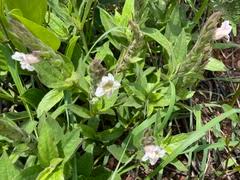 Image result for Isoglossa multinervis